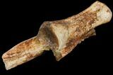 Ornithomimus Caudal Vertebra - Montana #114434-1